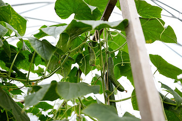 Image showing close up of cucumber growing at greenhouse