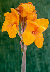 Image showing Close up of a bright orange iris in Parque Genoves, Cadiz, Andalusia, Spain