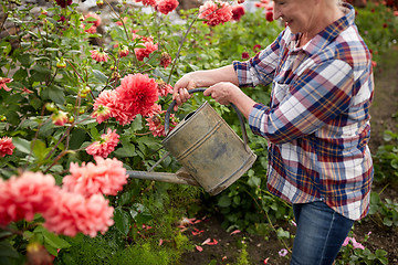 Image showing senior woman watering flowers at summer garden