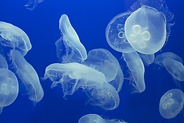 Image showing Jellyfish Drifting Background