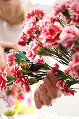 Image showing Pink, cutting flowers with pruning shears