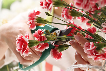 Image showing Pink, cutting flowers with pruning shears