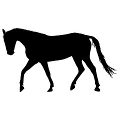 Image showing silhouette of black mustang horse illustration