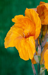 Image showing Close up of a bright orange iris in Parque Genoves, Cadiz, Andalusia, Spain