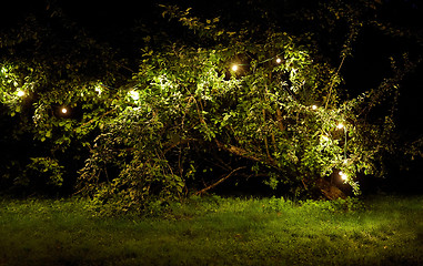 Image showing tree with garland lights at night summer garden