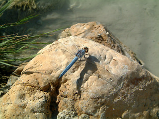 Image showing Blue Dragonfly