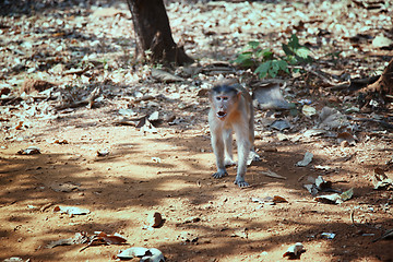 Image showing Wild monkey in the jungle of India