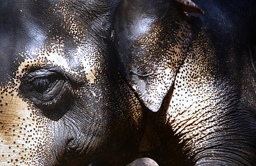 Image showing Indian Elephant