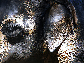 Image showing Indian Elephant