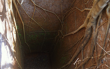 Image showing Ancient deep well with roots of banyan tree