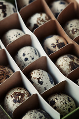 Image showing Carton box with quail eggs