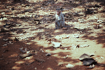 Image showing Wild monkey in the jungle of India