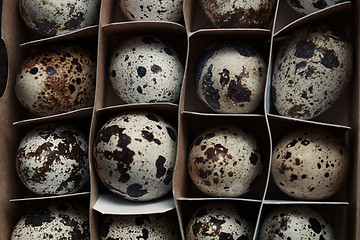 Image showing Carton box with quail eggs