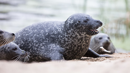 Image showing Seal being fed