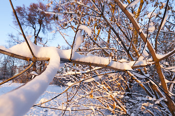 Image showing trees in the snow