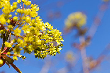 Image showing flowering maple tree