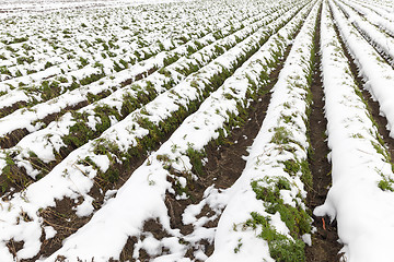 Image showing carrot harvest in the snow