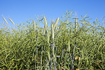 Image showing Field with cereal