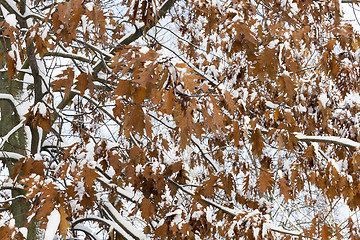 Image showing trees in the snow