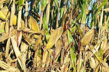 Image showing Ripe yellow corn