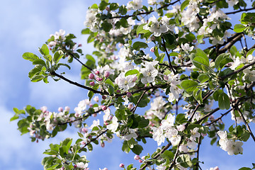 Image showing White apple flowers in May