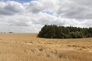 Image showing field of ripe cereal