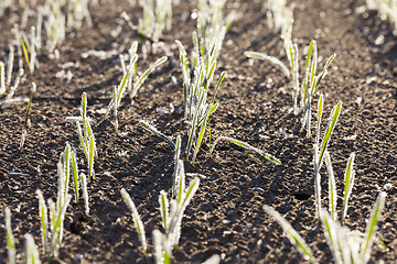 Image showing agricultural plants, frost