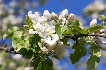 Image showing apple flowers, sky