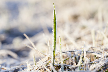 Image showing green grass in the frost