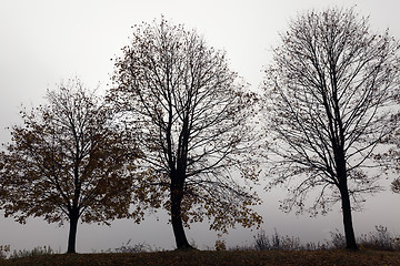 Image showing Trees in the fog