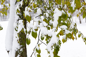 Image showing trees in the snow