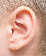 Image showing baby ear