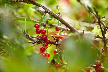 Image showing red currant bush at summer garden branch