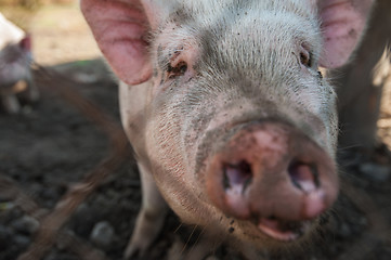 Image showing Pig on a pig farm