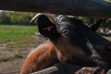 Image showing goat portrait closeup