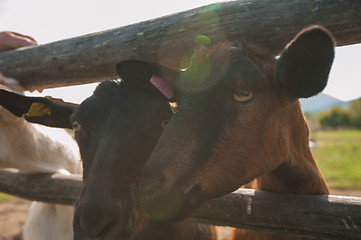 Image showing goat portrait closeup