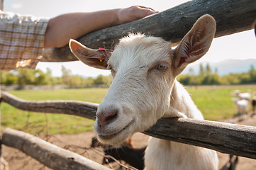 Image showing white goat closeup