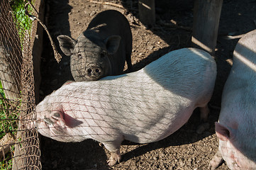 Image showing Pig on a pig farm