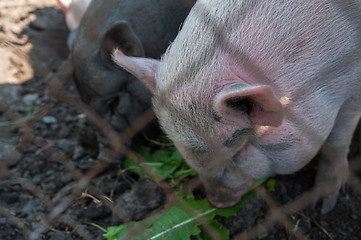 Image showing Pig on a pig farm