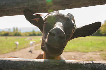 Image showing goat portrait closeup