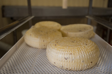 Image showing aging cheese heads