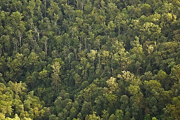 Image showing Trees in the woods