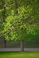 Image showing Green tree in a park