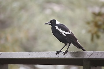 Image showing Bird on a fence