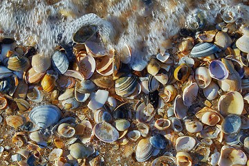 Image showing Sheels on the seashore