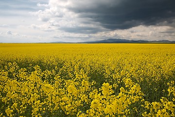 Image showing Rapeseed field landscape