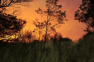 Image showing Trees in Dusk