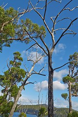 Image showing Trees against blus sky
