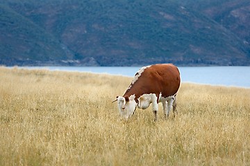 Image showing Cows grazing dry grass