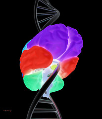 Image showing Brain and dna. 3d illustration